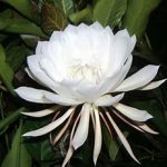 flowe