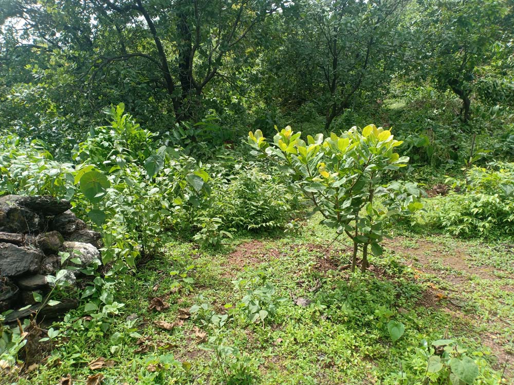 cashew plant 6