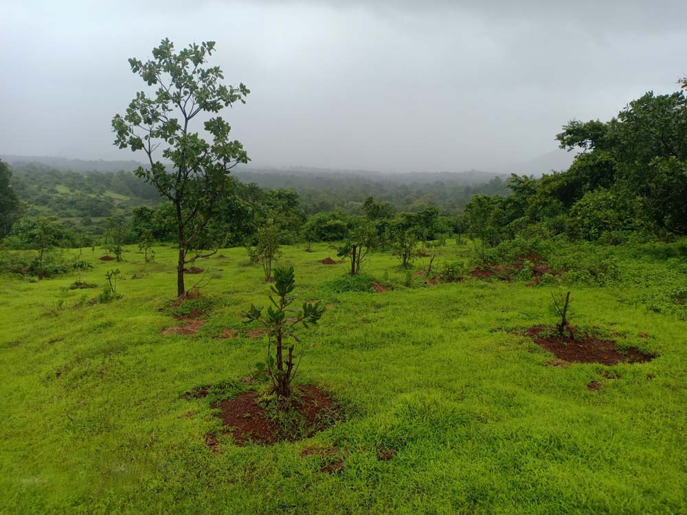 cashew plantation 14