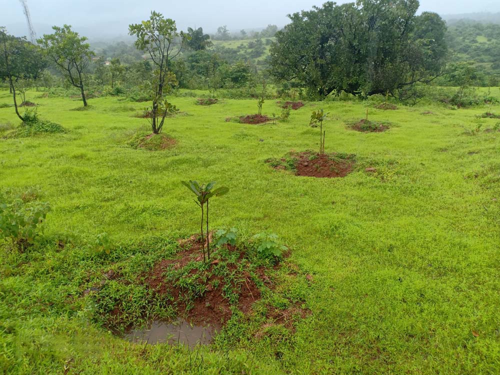 cashew plantation 15