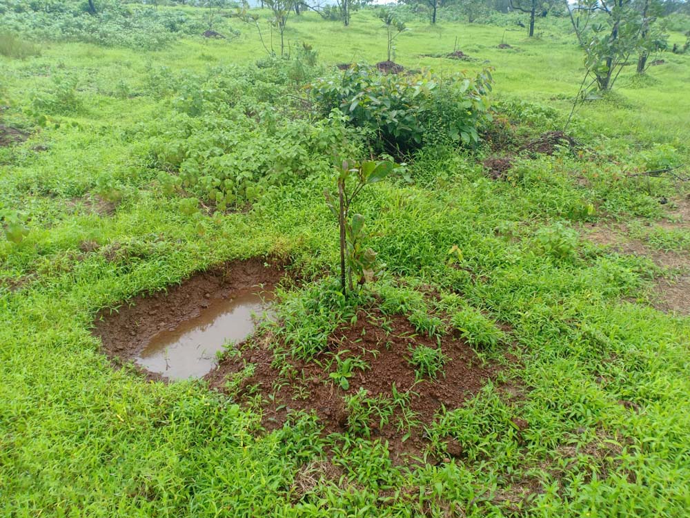 cashew plantation 13