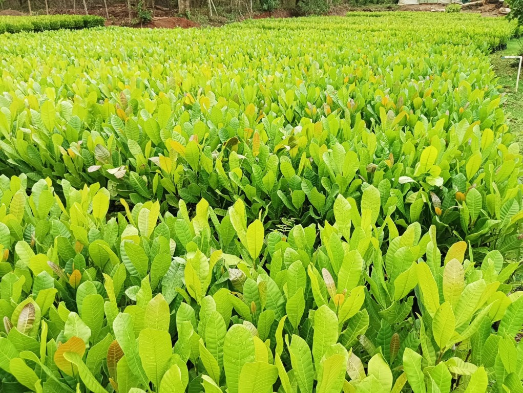 plantation 6