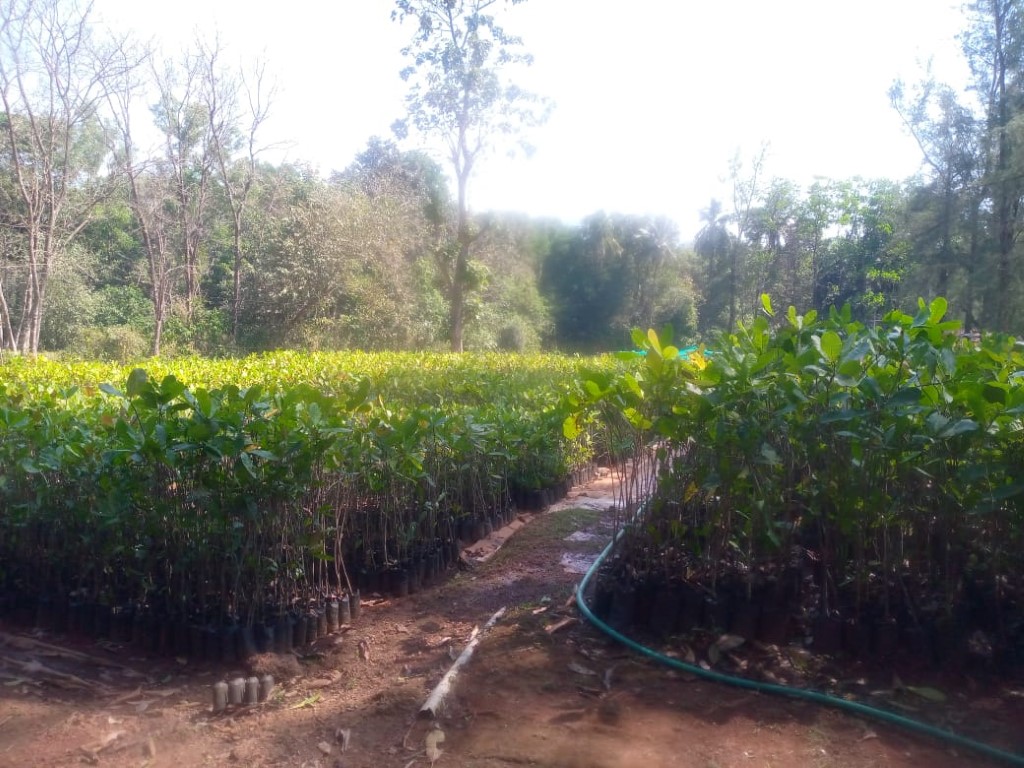 plantation 11