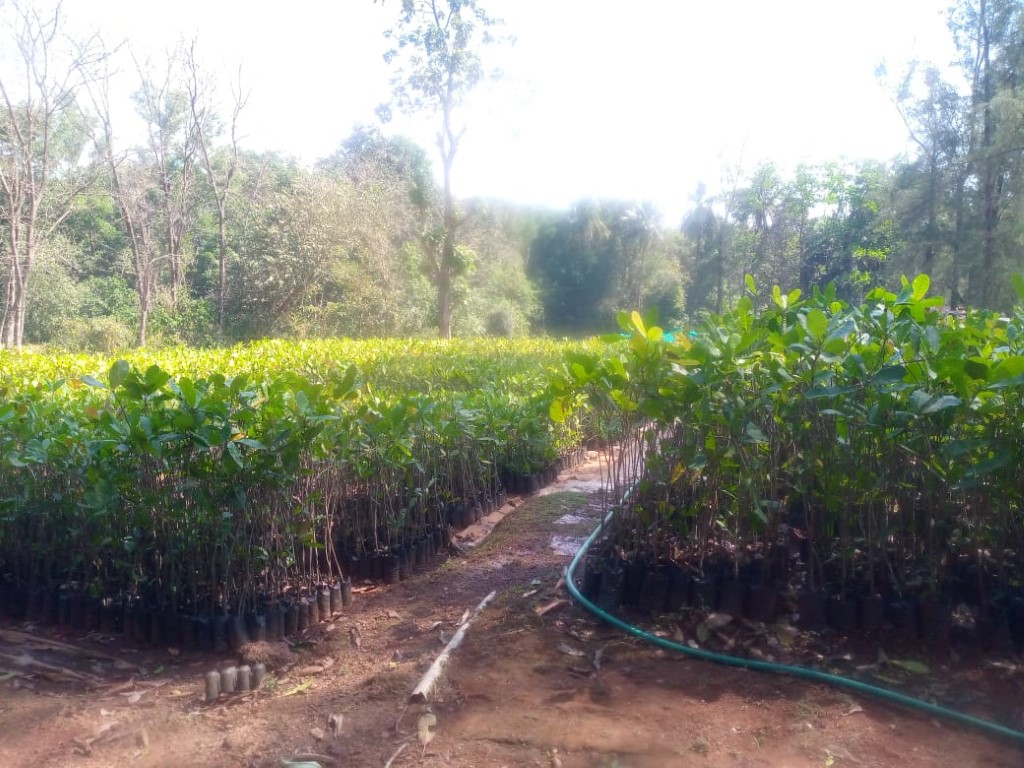 plantation 9
