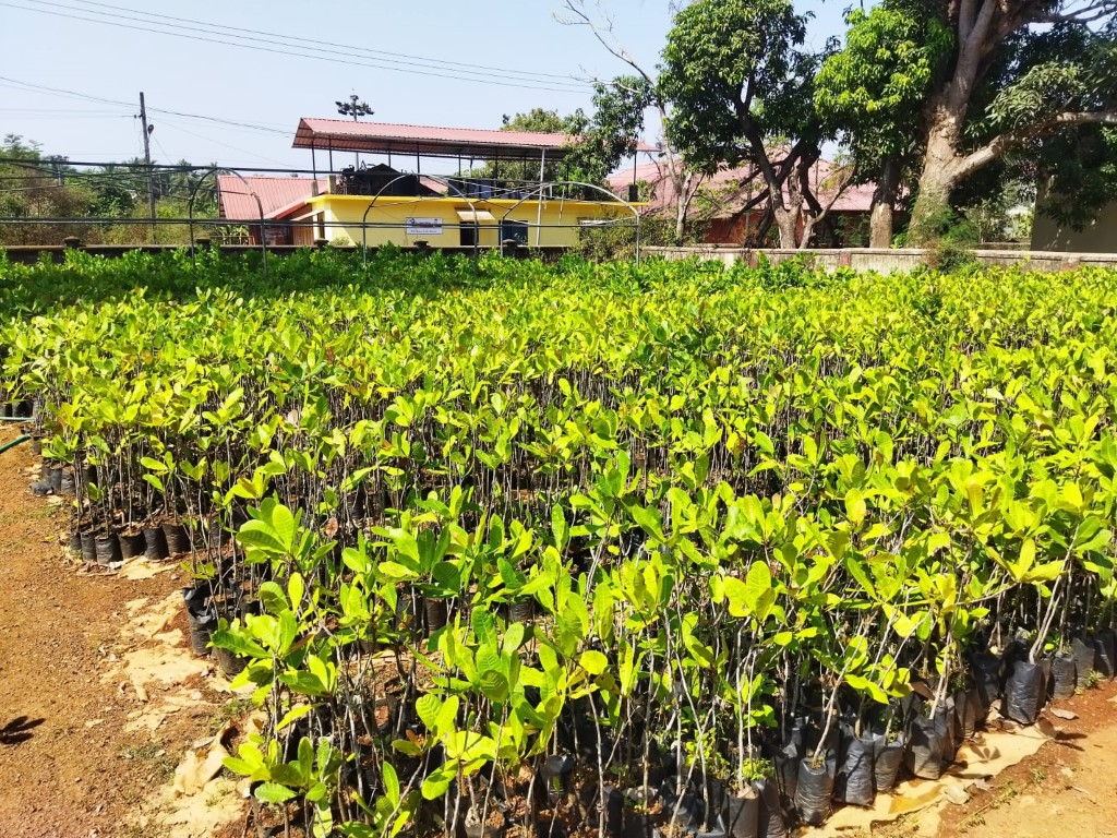 plantation 6