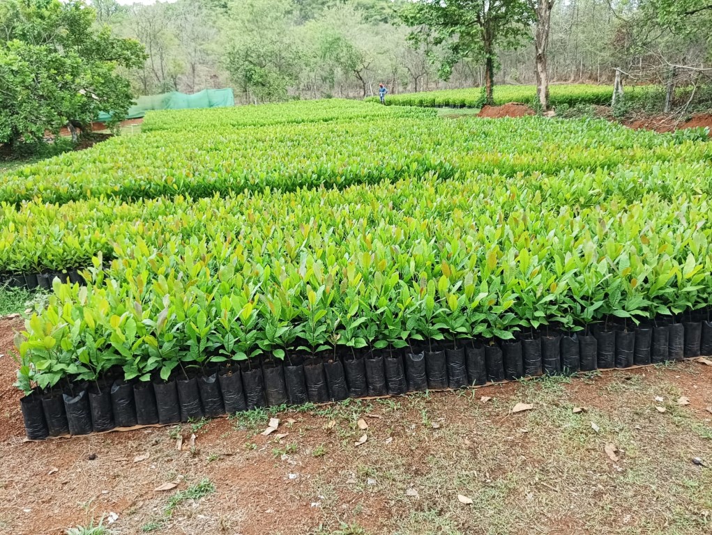 plantation 2