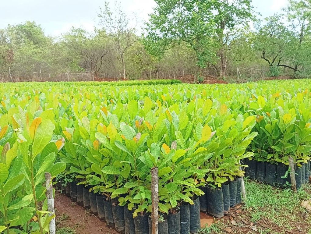 plantation 1