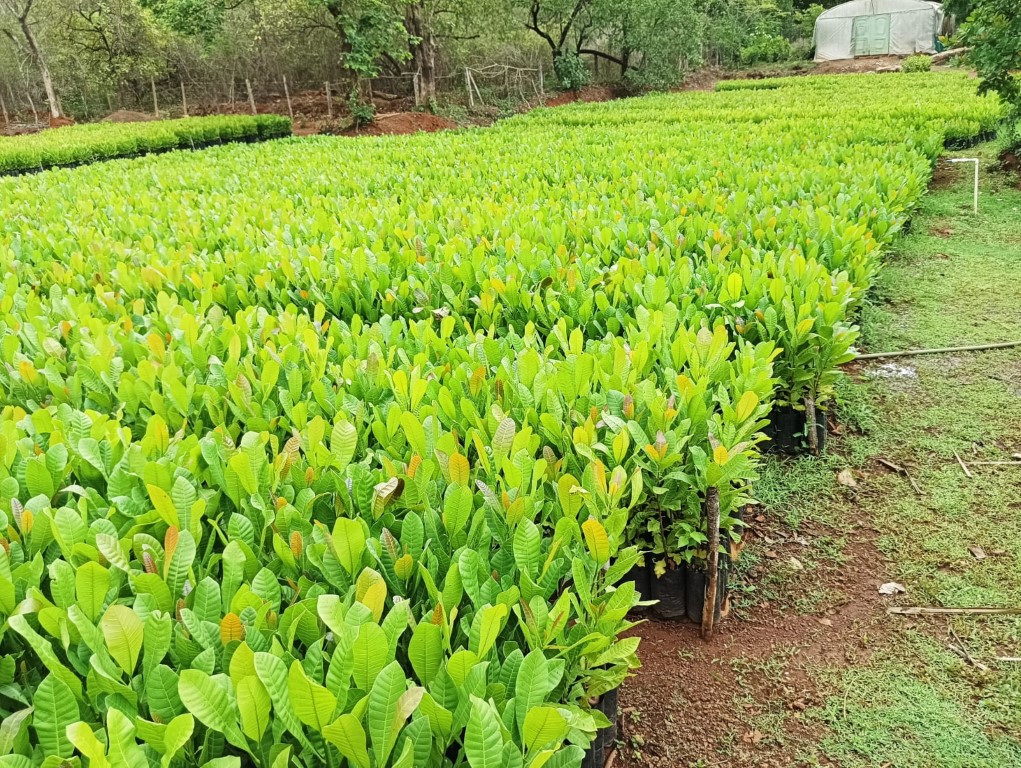 plantation