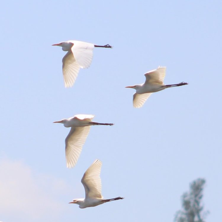 20birds