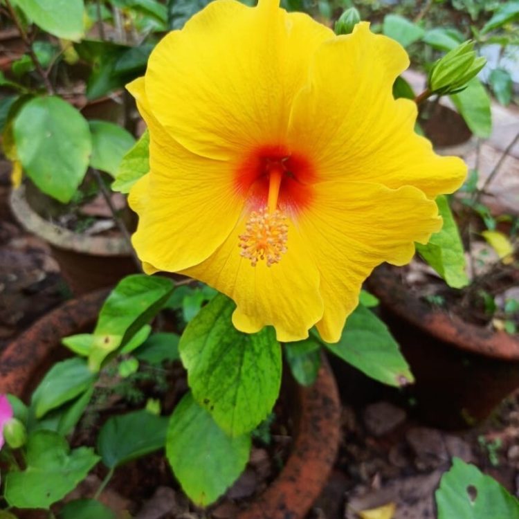 flower 10