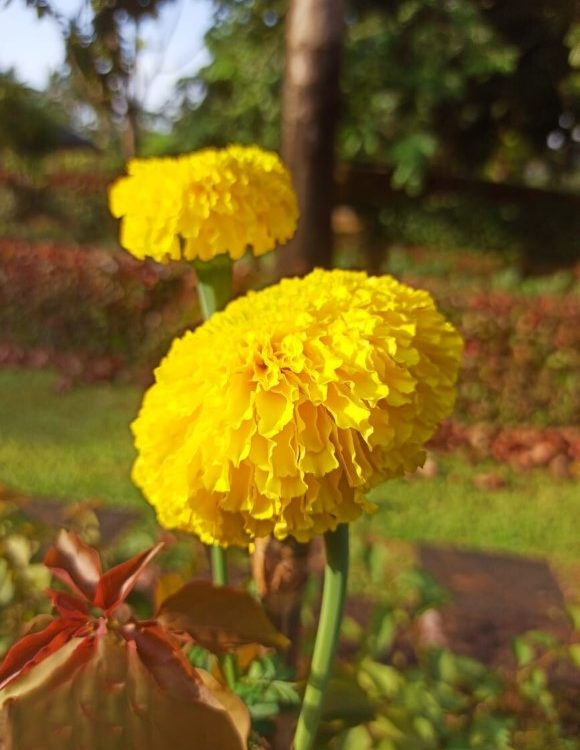 flower