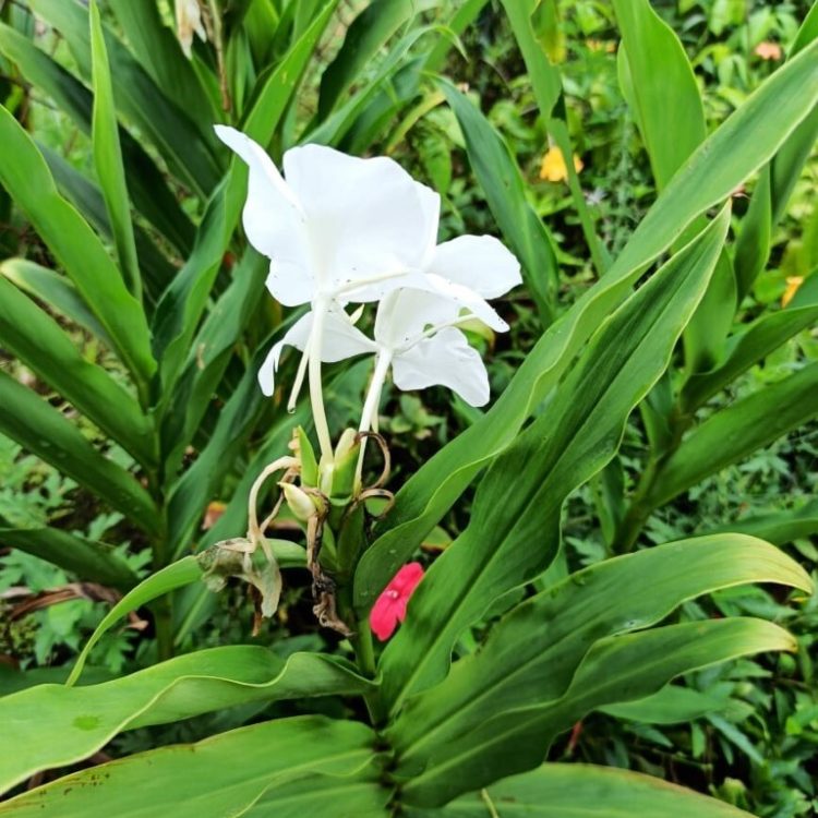 flower