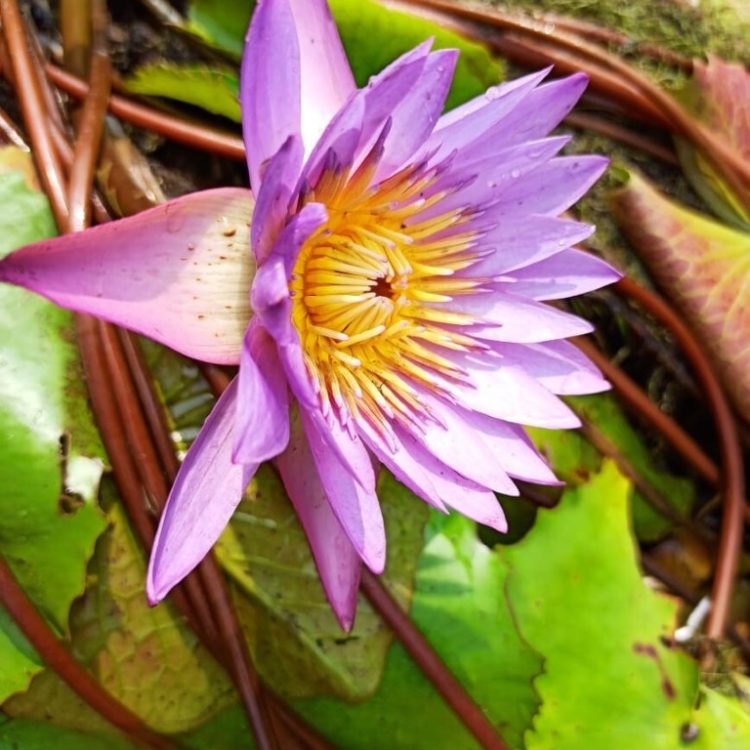 lotus