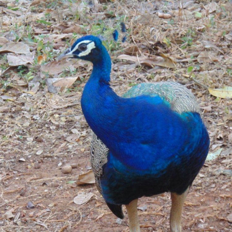 peacock