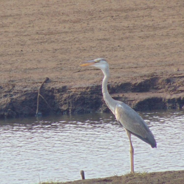bird 13