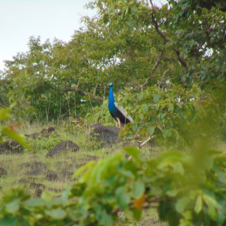 peacock