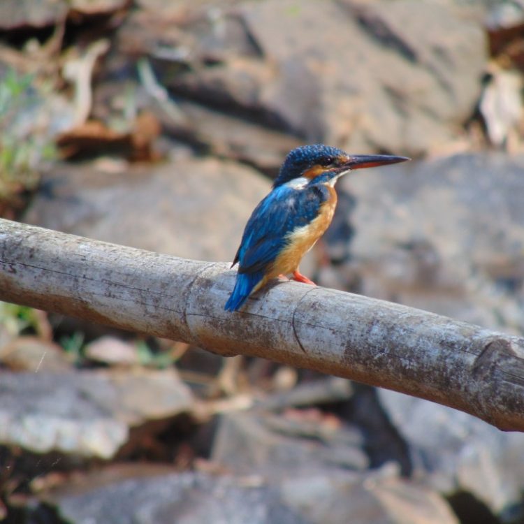 kingfisher