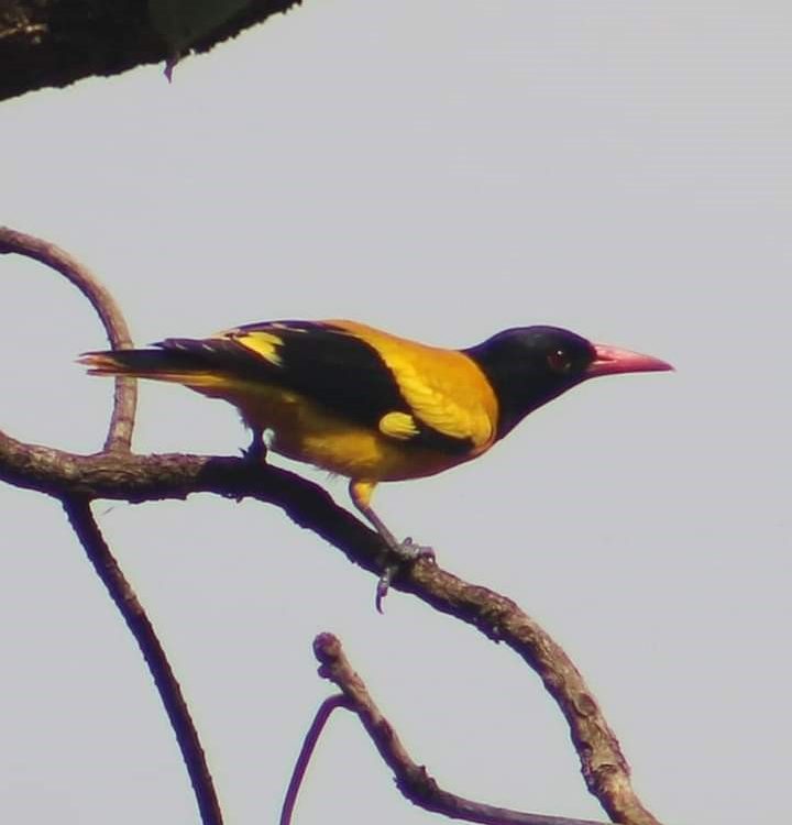 bird