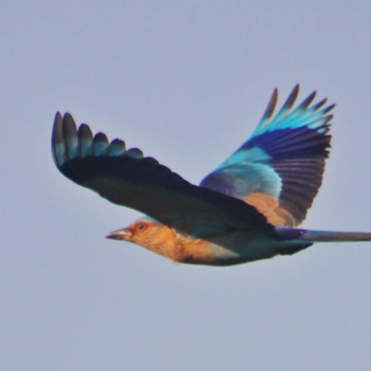 kingfisher