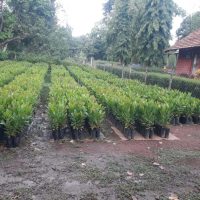 Veluz Nursery GFDC Morlem Range-
